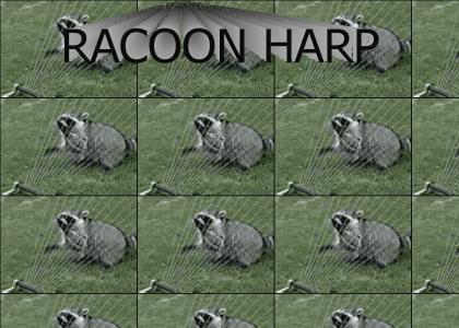 raccoon harp