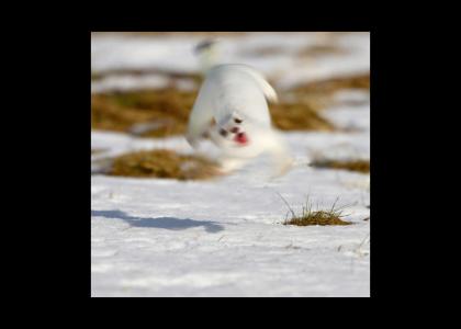 Stoat Spin