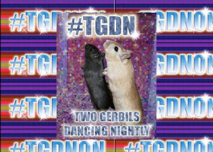 #TGDN Two Gerbils Dancing Nightly!!