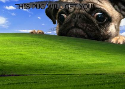 Pug Invades Windows XP Background