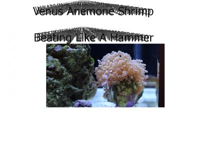 Venous Anemone Shrimp Beating Like A Hammer