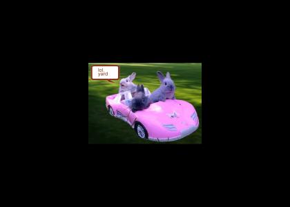 Bunny Car