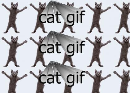 cat gif i found