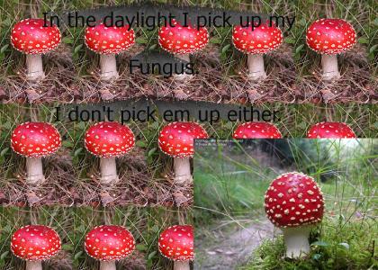 In the daylight I don't pick up my fungus.