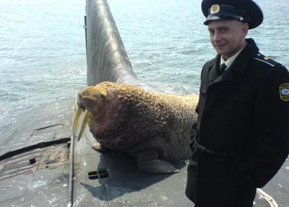 An Average Day in the Russian Navy