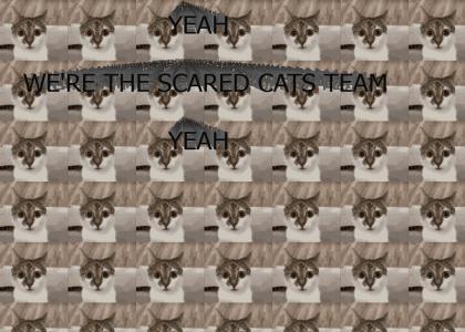 scared cat