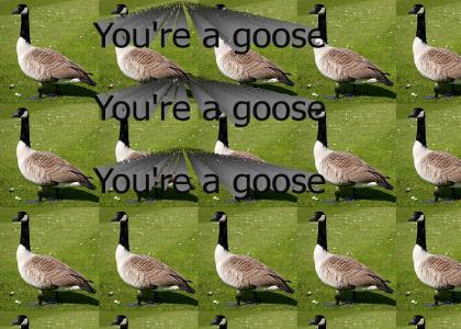 You're a goose