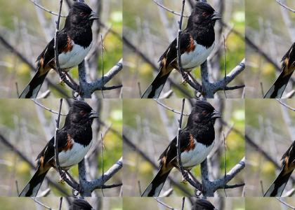 Eastern Towhee