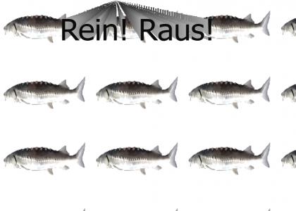 Spinning fish with Low quality rein raus by rammstein in the background
