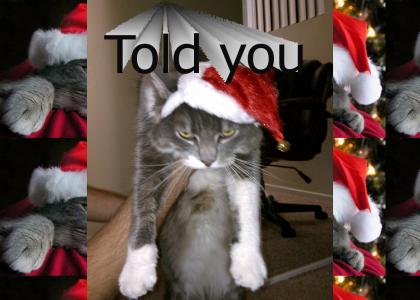 Cats in santa hats