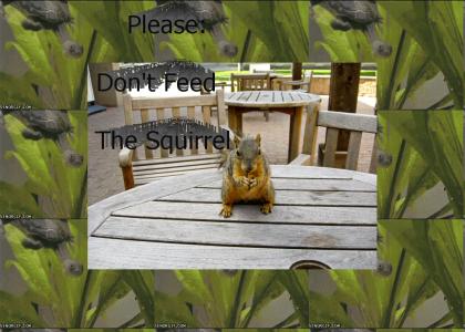 Don't Feed the Squirrel