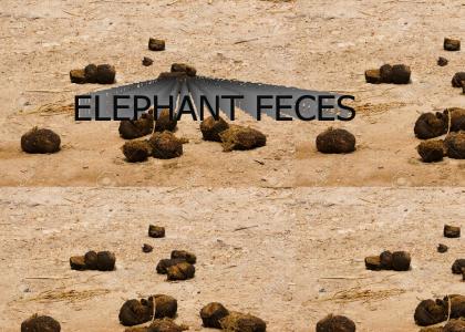 elephant feces