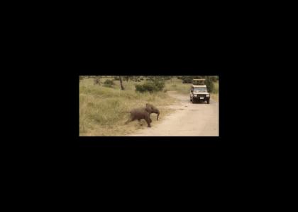 Stupid Elephant Running Across The Stupid Road