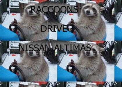 Raccoons Drive Nissan Altimas