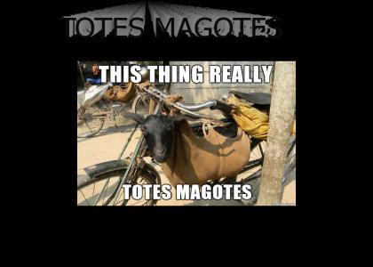 TOTES MAGOTES