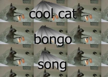 cool cat bongo
