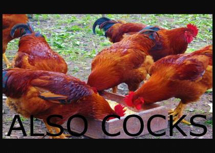Also Cocks