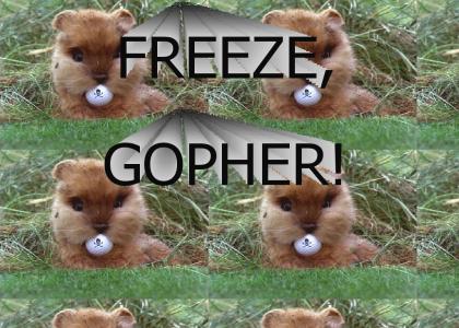 Freeze, Gopher!