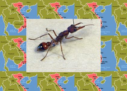Nicer, Friendlier Vietnamese Ants