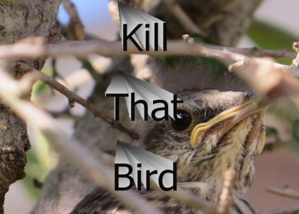 Stupid Annoying Bird