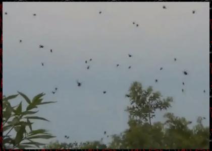 RAIN OF SPIDERS