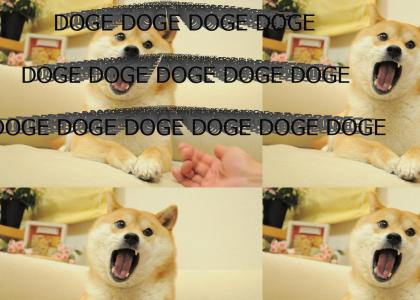 doge doge