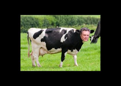 Walken The Cow