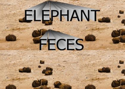 elephant feces