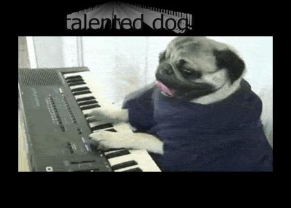 the most talented dog ever!