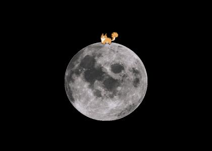 Cat moon