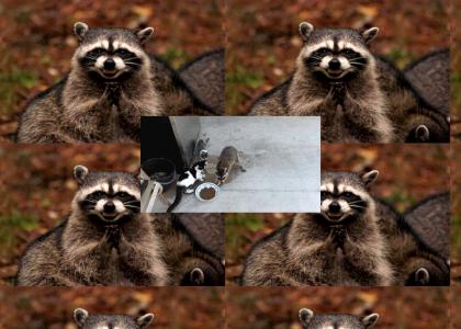 sinister raccoon