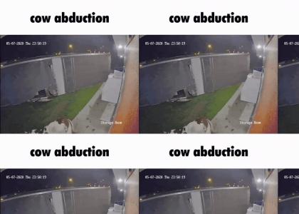 cow abduction