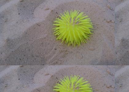 the yellow sea urchin