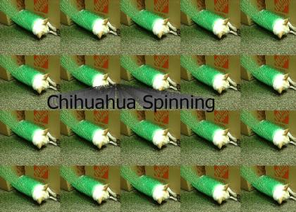 chihuahua spinning