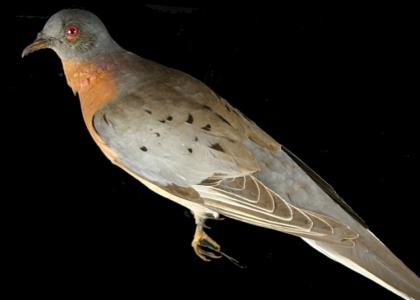 Passenger Pigeon