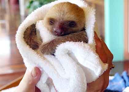 Sloth Baby