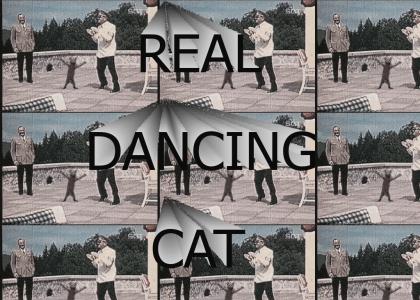 real dancing cat