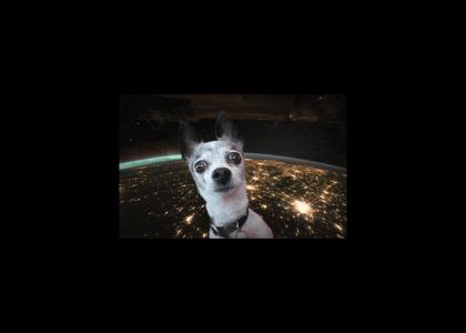 dog in space