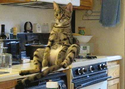 Levitating Cat Ponders Dinner