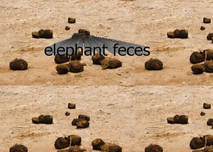 elephant feces