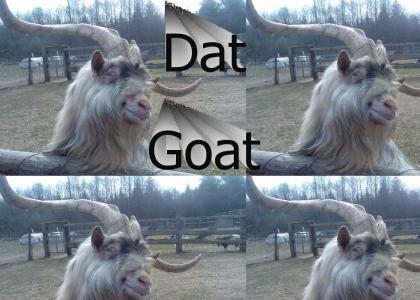 Coolest Goat Ever