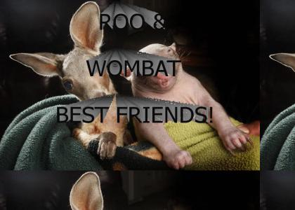 Roo and Wombat are best friends!