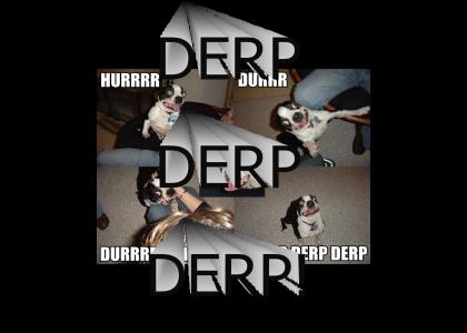 Derp Dog!!!