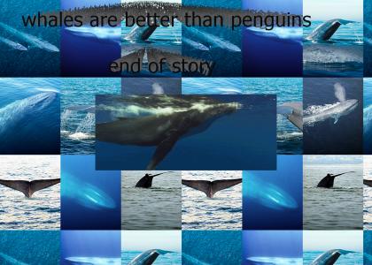 whales > penguins