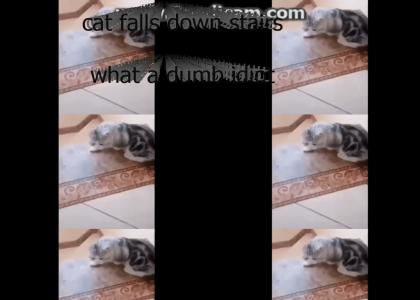 cat falls