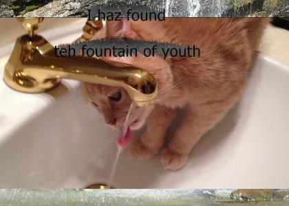 Fountain of Youth Cat