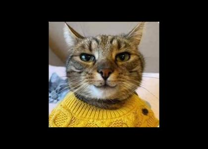 Cat with yellow shirt stares into your soul