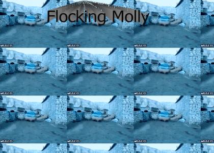 flocking molly
