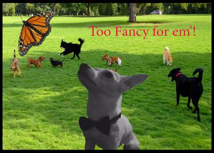 Fancy Fly Dog