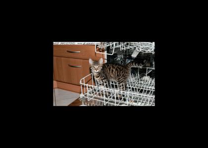 Dishwasher Cat